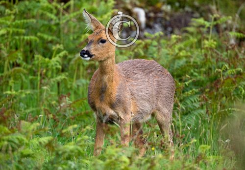 Roe Deer Doe DM1138